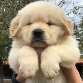 Liebevolle Golden Retriever Welpen f�r R