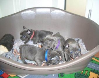 Franz�sische Bulldoggen welpen