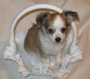 Chihuahua Welpen zur Annahme