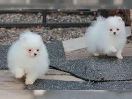 Wundersch?ne Pomeranian/ Zwergspitzwelpe