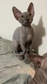 sphynx kitten mit Stammbaum