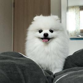 Pomeranian/whatsapp +491732426064