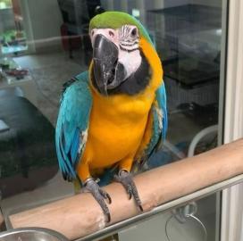 2 Gelbbrustara Babys  Ara Geschwisterpaa