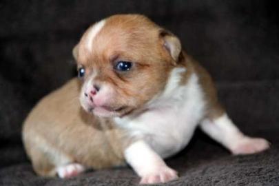 Chihuahua Welpen Kurzhaar R�den m.  VDH P