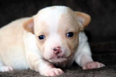 Chihuahua Welpen Kurzhaar R�den m.  VDH P