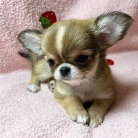 Super s��e Chihuahua Welpen