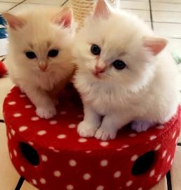 2 Puppe wei�e Ragdoll-K�tzchen