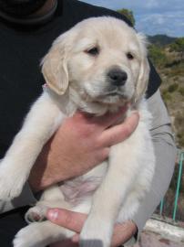 Golder retriver