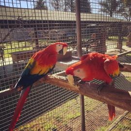Graupapageien babys und macaw papageien