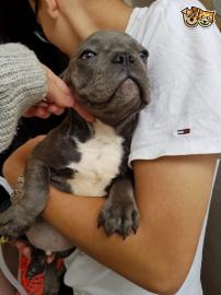 S�sse Franzs�sische Bulldogge Welpen in