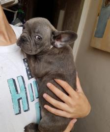 S�sse Franzs�sische Bulldogge Welpen in