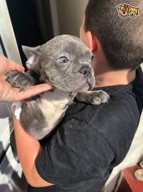 S�sse Franzs�sische Bulldogge Welpen in