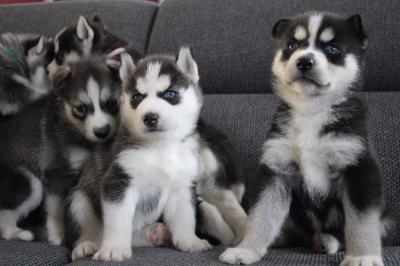 Reinrassige Siberian Husky Welpen