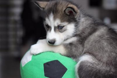 Reinrassige Siberian Husky Welpen
