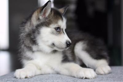 Reinrassige Siberian Husky Welpen