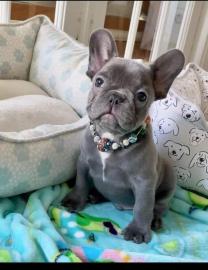 French Bulldog puppies for rehoming