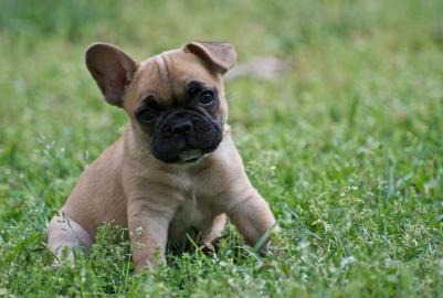 Herrliche Franz�sisch Bulldogge Welpen z