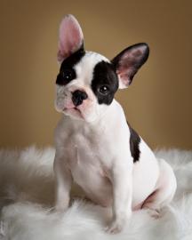 Herrliche Franz�sisch Bulldogge Welpen z