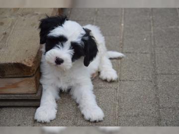 Sch�ne Tibet Terrier Welpen mit Pap
