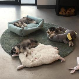 Teetasse Pomsky Welpen
