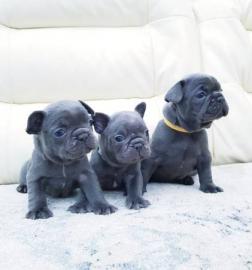 Franz?sische Bulldogge Welpen f?r Weihna