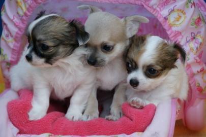 Wundersch�ne MINI MINI Chihuahua Welpen