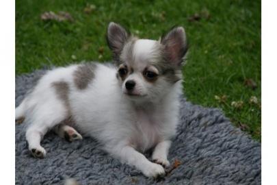Wundersch�ne MINI MINI Chihuahua Welpen