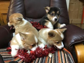 Pembroke Welge Corgi