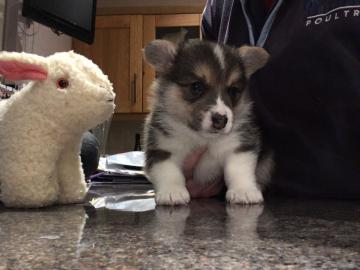 Pembroke Welge Corgi
