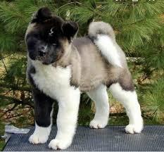 Pr?chtige Akita Inu Welpen