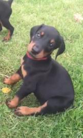 Dobermannwelpen aus TOP-Verpaarung abgab