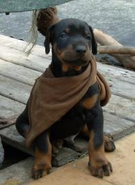 Dobermannwelpen aus TOP-Verpaarung abgab
