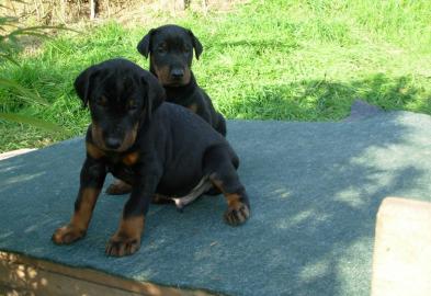 Dobermannwelpen aus TOP-Verpaarung abgab