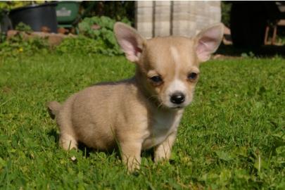 Chihuahua Welpen Weibchen und H�ndin