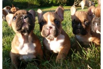 Franz�sische Bulldog Welpen