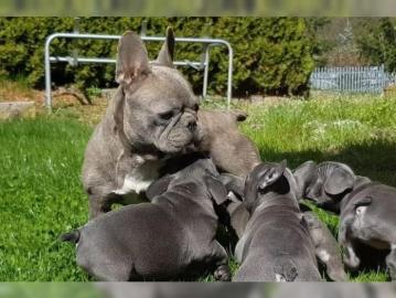 Franz�sisch Bulldog Welpen abgabebereit