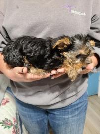 Yorkshire Terrier