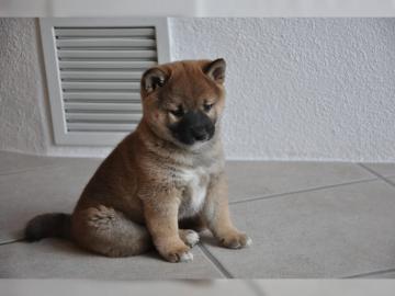 Reinrassige Shiba-Inu Welpen