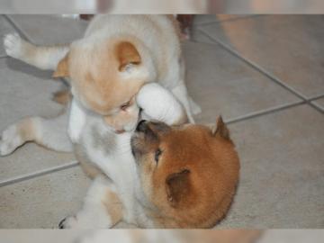 Reinrassige Shiba-Inu Welpen