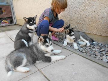 Siberian Husky Welpen Sibirische Huskywe