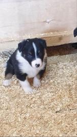 registrierte Border Collie Welpen
