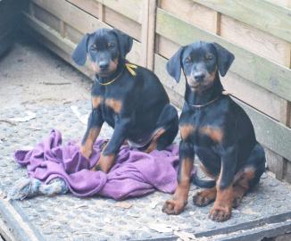 Dobermann Welpen whatsapp nummer +436504