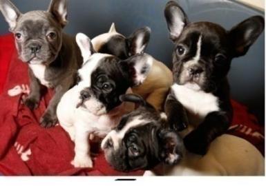 Franz�sisch Bulldogge Welpen mit Papiere