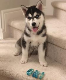 Ausgezeichnete Siberian Husky-Welpen