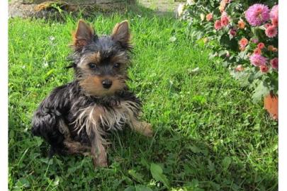 Yorkshire Terrier Welpen mit Stammbaum