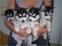 Siberische husky Te koop  whatsapp numme