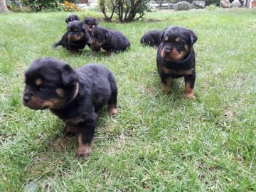 ROTTWEILER WELPEN BEREIT MIT PAPIEREN