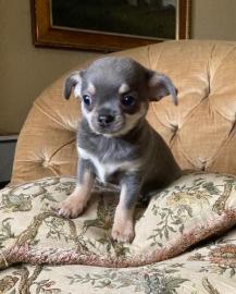 Super s??e MINI chihuahua welpen mit Pap