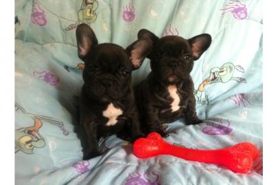 gut ausgebildete Franz?sische Bulldoggen