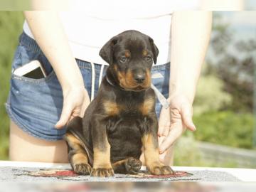 Dobermann Welpen